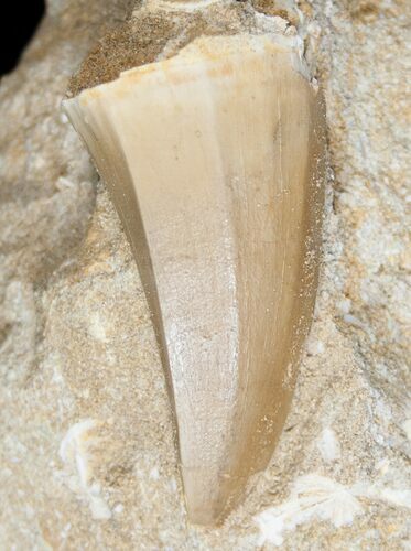 Fossil Mosasaurus Tooth In Matrix #14235